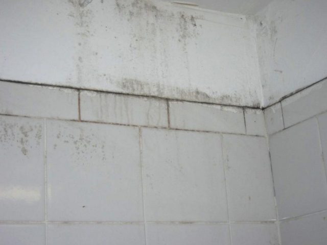 Featured image for Mold Growing on Bathroom Walls? How to Eliminate It