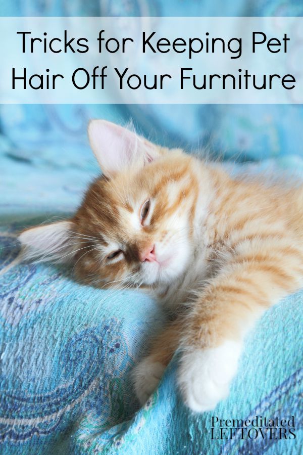 Featured image for Pet Hair Sticking to Upholstery? Tricks to Lift It Off Easily