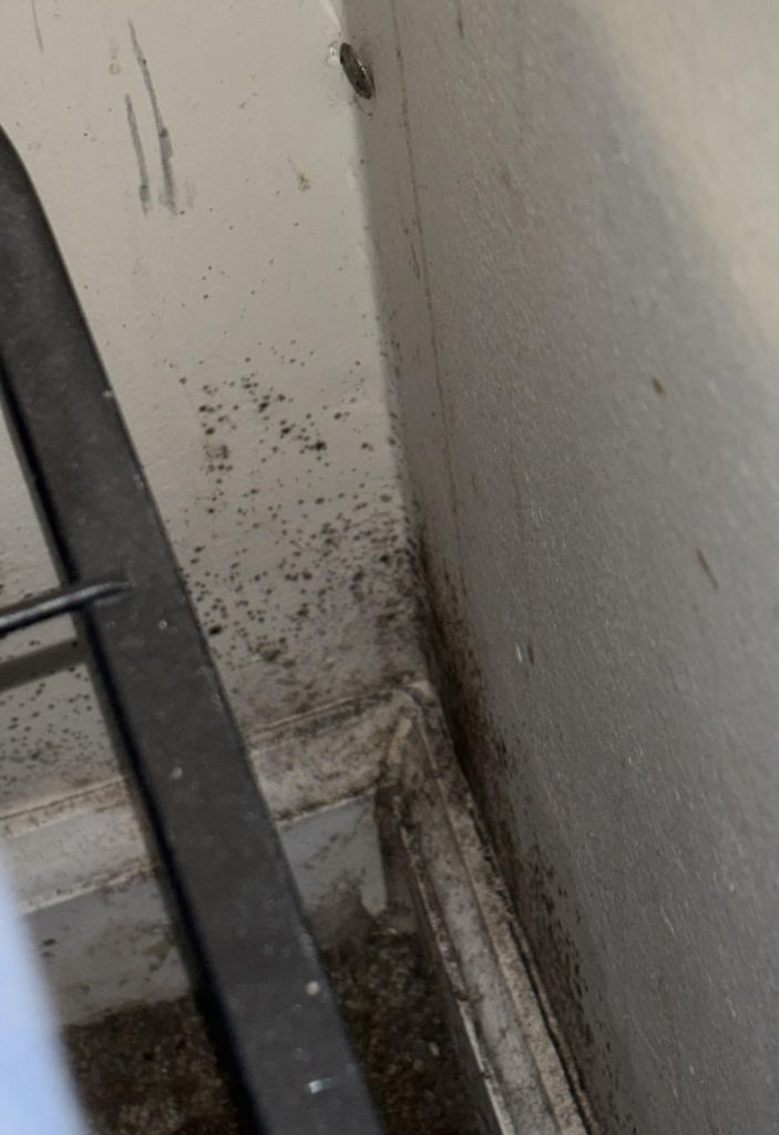 Content image for Mildew Growing on Outdoor Steps? Best Cleaning and Prevention Tips