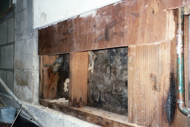 Content image for Mold Growing Along Foundation? What It Reveals About Water Intrusion