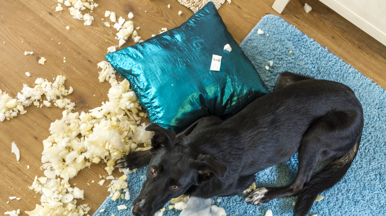 Content image for Cushions Losing Shape Too Soon? Tricks to Maintain Their Form