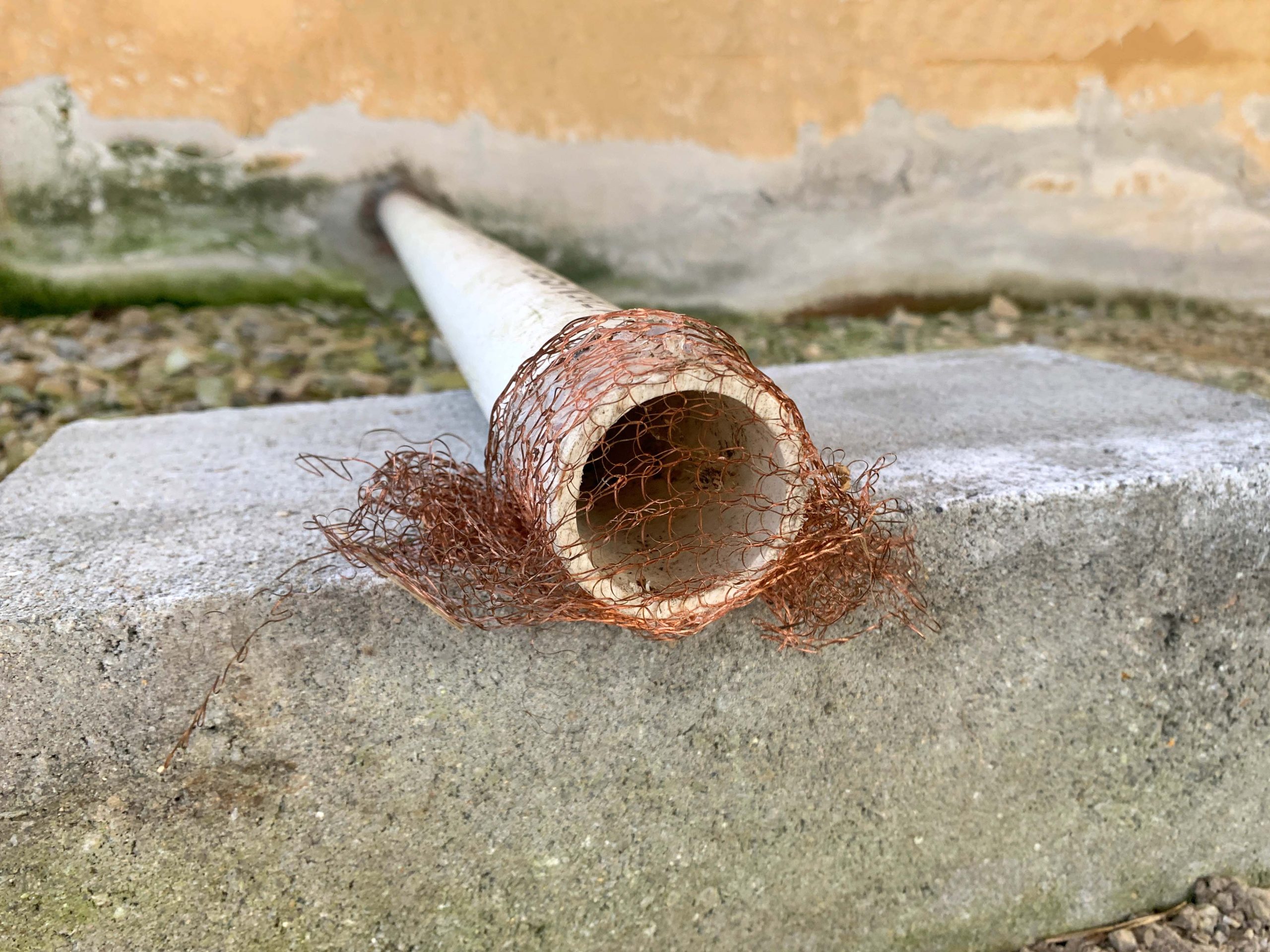 Featured image for Pests Nesting in Corners? How to Keep Rodents and Insects Out
