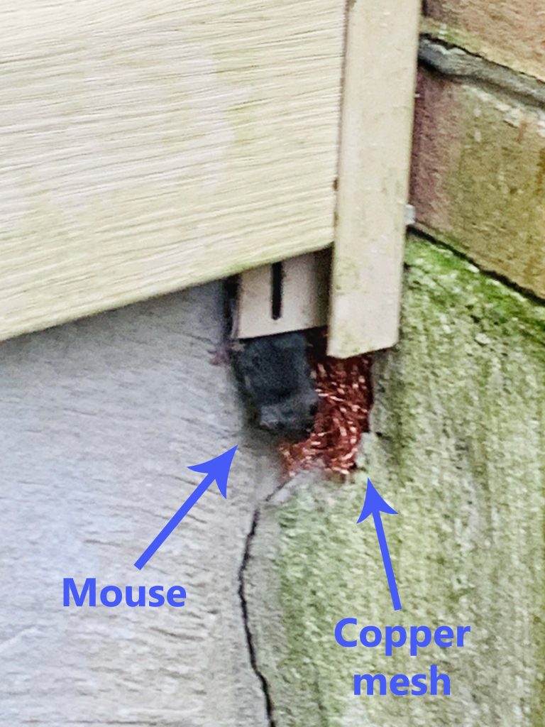 Content image for Pests Nesting in Corners? How to Keep Rodents and Insects Out