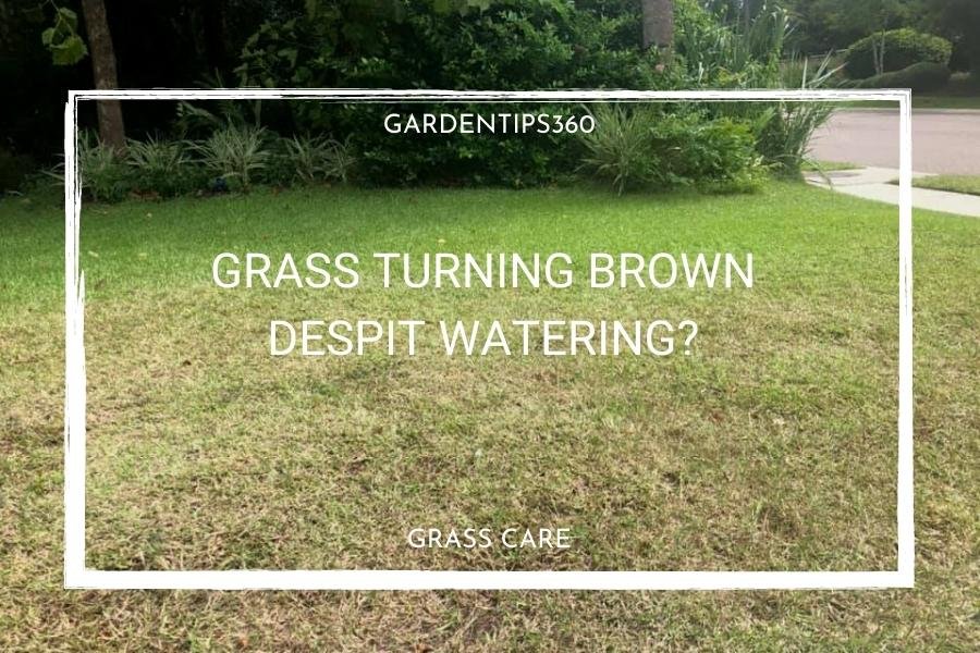Featured image for Lawn Turning Brown Despite Watering? What Might Be Going Wrong