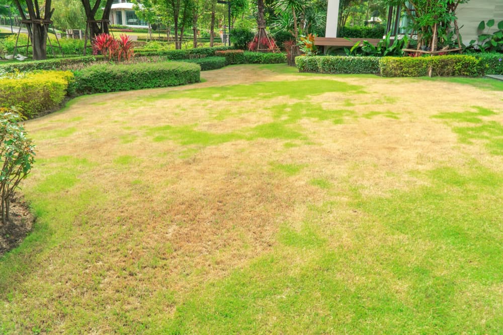 Content image for Lawn Turning Brown Despite Watering? What Might Be Going Wrong