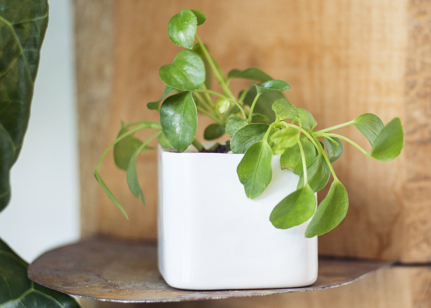 Featured image for Plants Wilting in Full Sun? Tips for Better Shade and Placement