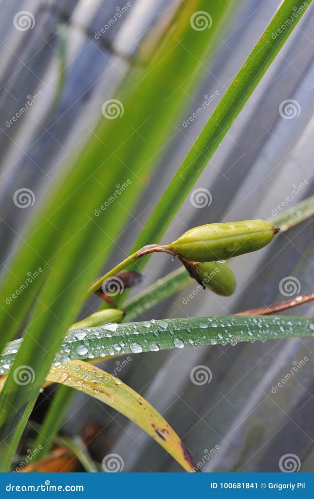 Content image for Plants Wilting in Full Sun? Tips for Better Shade and Placement