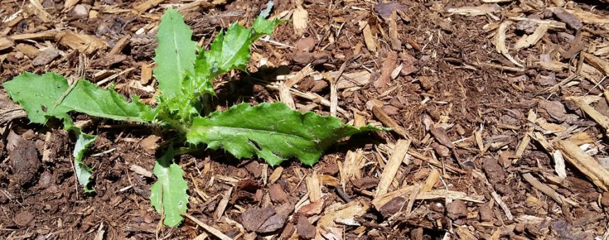 Featured image for Weeds Spreading Fast in Flower Beds? Best Control Methods to Try