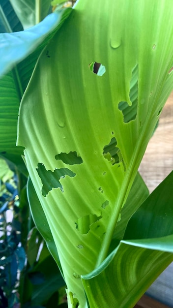 Featured image for Insects Damaging Leaves Overnight? Identifying and Managing Pests