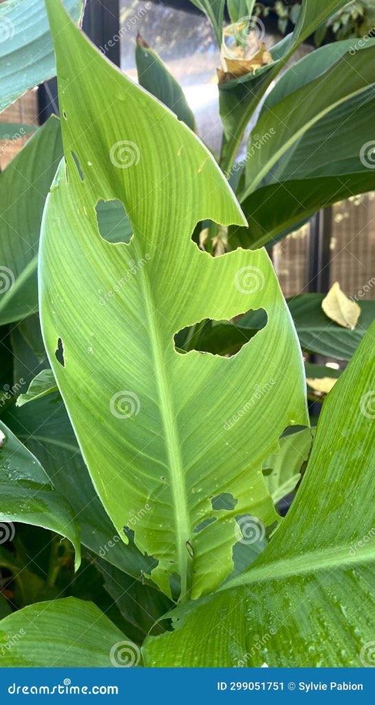 Content image for Insects Damaging Leaves Overnight? Identifying and Managing Pests