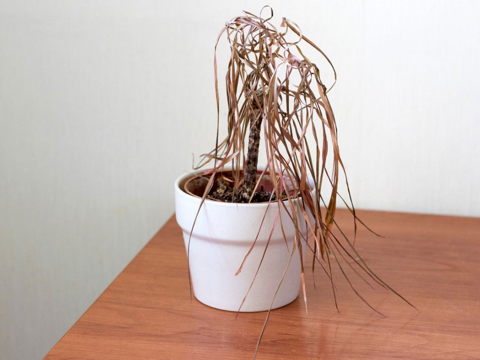 Featured image for Houseplants Dying Too Soon? Sustainable Tips for Healthy Growth