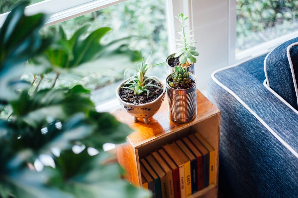 Content image for Houseplants Dying Too Soon? Sustainable Tips for Healthy Growth