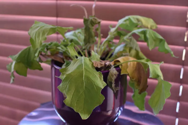 Featured image for Houseplants Dying Despite Care? Common Mistakes and Solutions