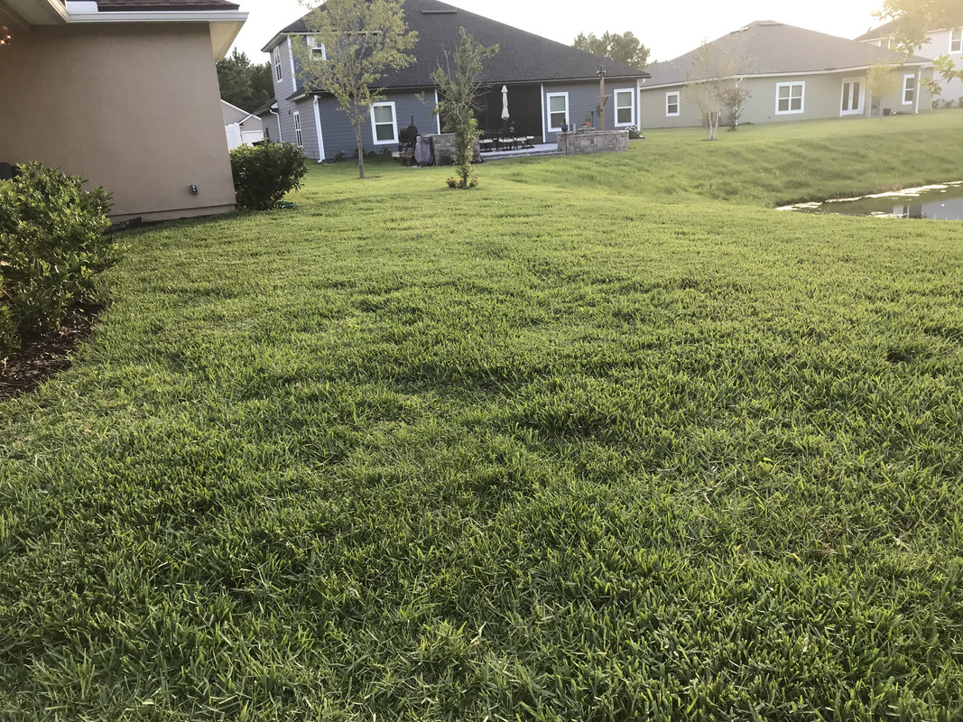 Featured image for Grass Growing Unevenly? How to Achieve a Uniform Lawn