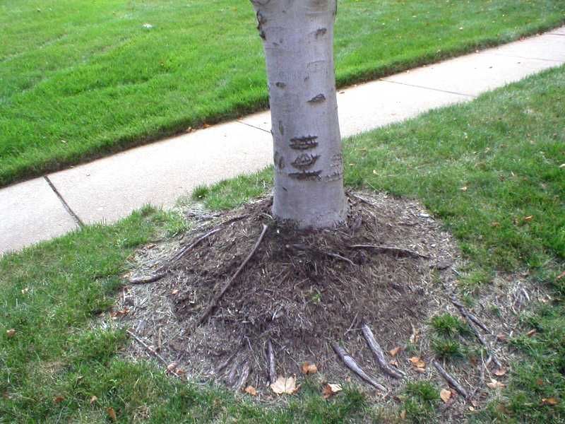 Featured image for Shrubs Dying Quickly After Planting? Common Mistakes to Avoid