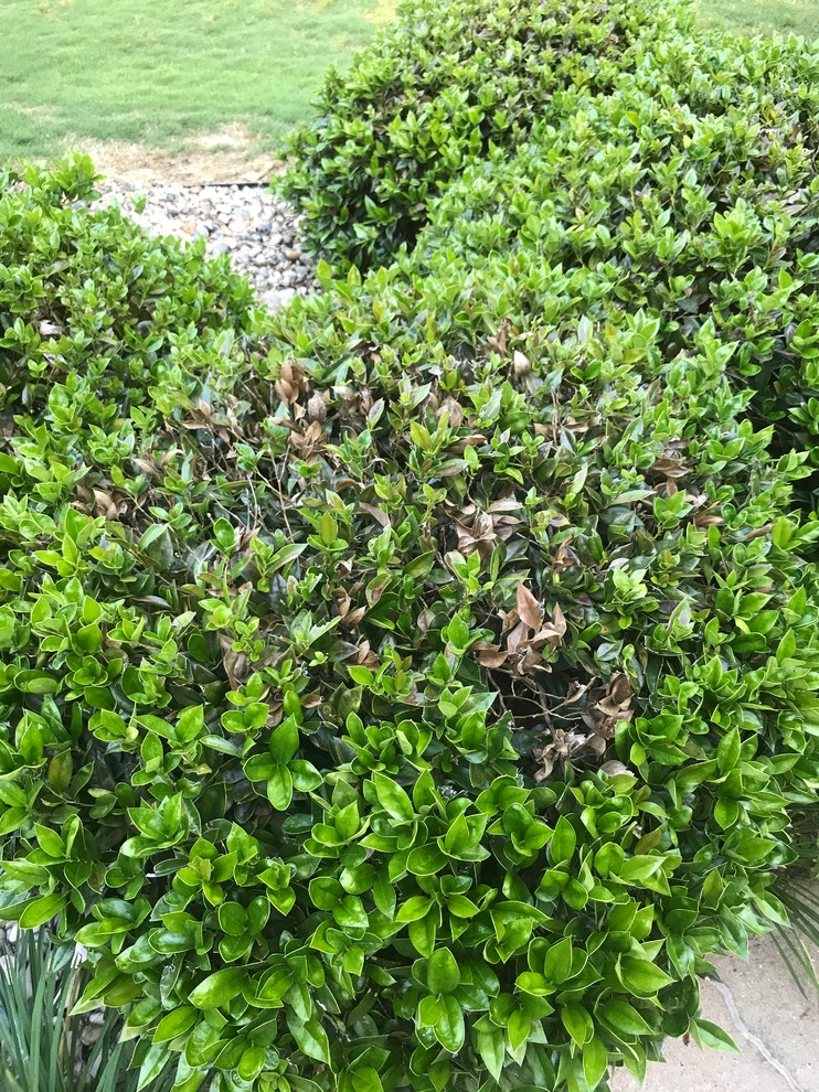 Content image for Shrubs Dying Quickly After Planting? Common Mistakes to Avoid