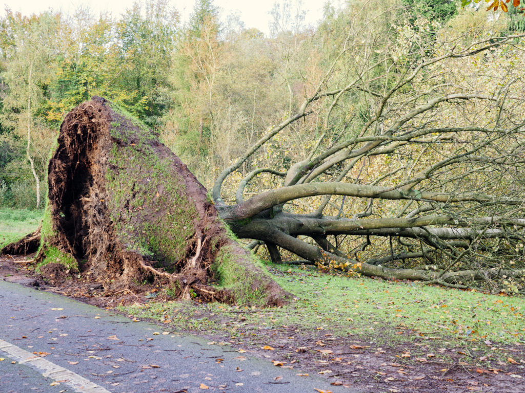 Featured image for Tree Roots Damaging Driveways? Prevention and Repair Strategies