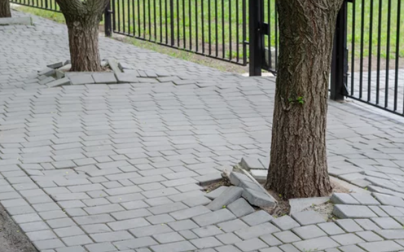 Content image for Tree Roots Damaging Driveways? Prevention and Repair Strategies