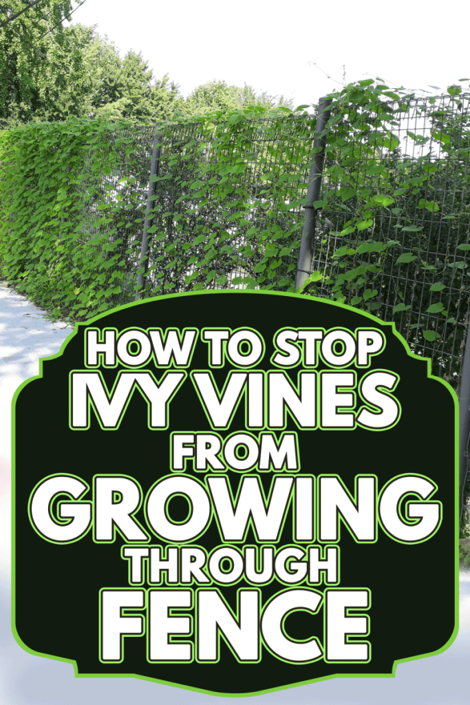 Content image for Fence Lines Overrun by Vines? How to Control and Manage Growth
