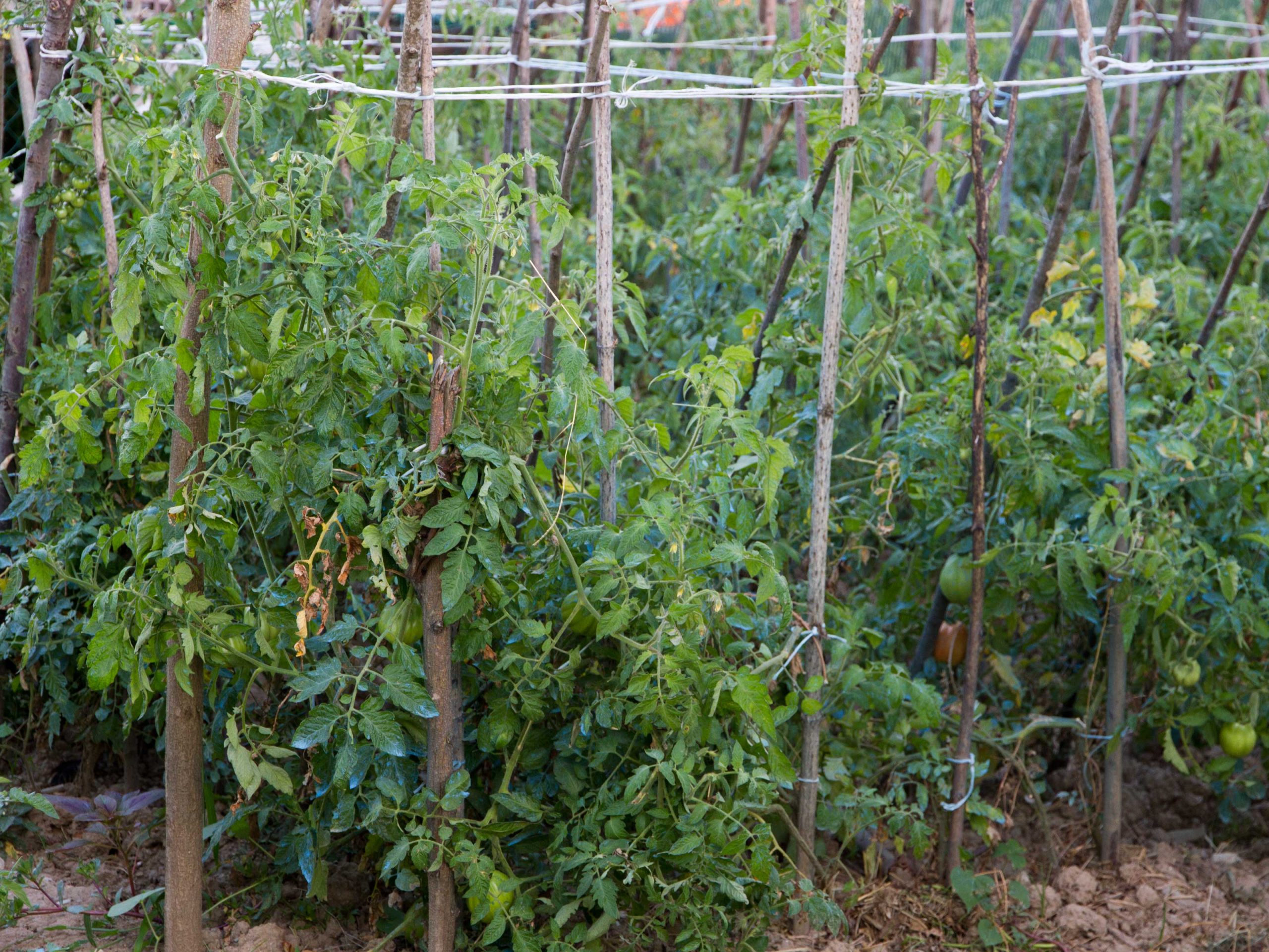 Featured image for Mildew Growing Between Boards? How to Clean and Prevent Regrowth