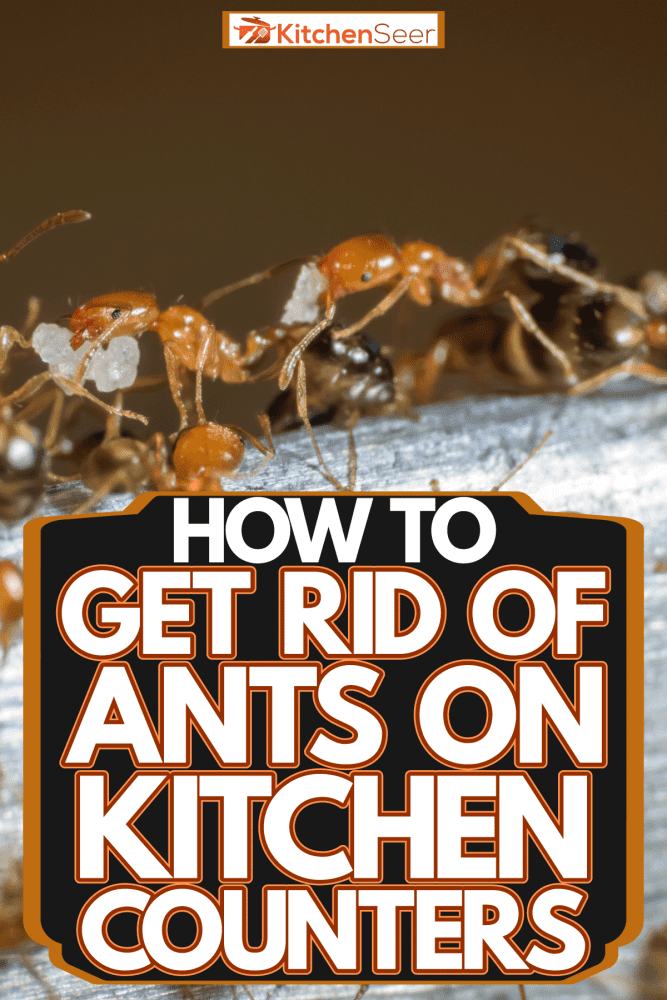Featured image for Ants Invading Kitchen Counters? How to Eliminate Entry Points Fast