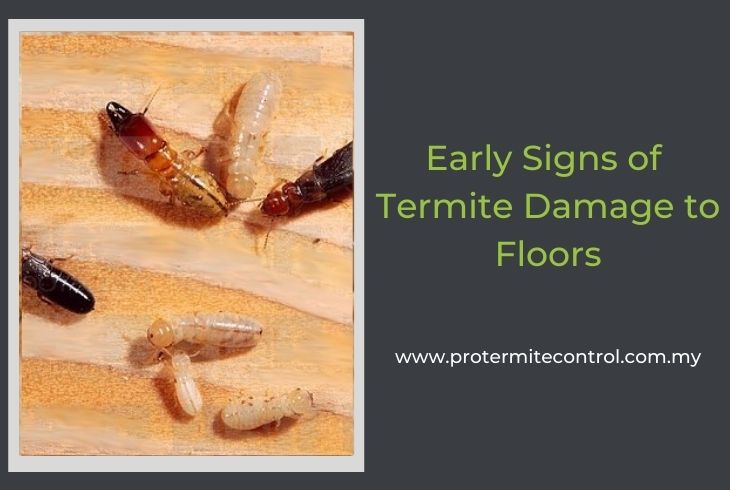 Featured image for Termite Damage Appearing in Wood Trim? Early Signs and What to Do