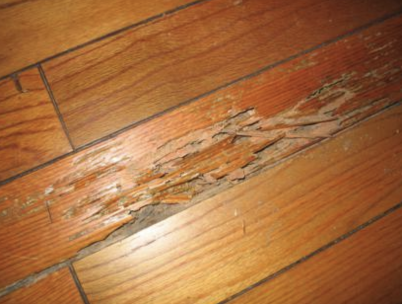 Content image for Termite Damage Appearing in Wood Trim? Early Signs and What to Do