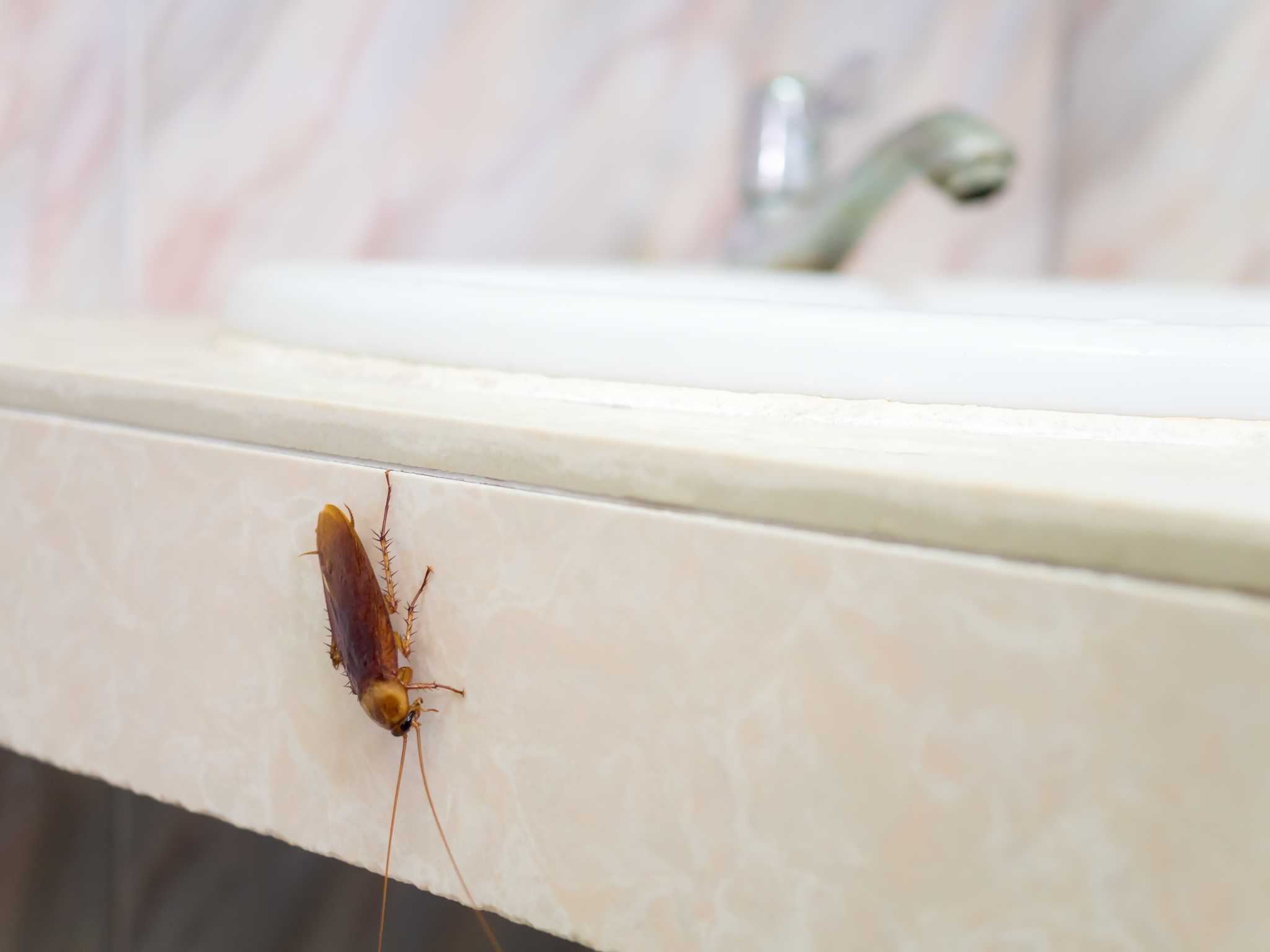 Featured image for Cockroaches Hiding Under Appliances? Effective Traps and Treatments