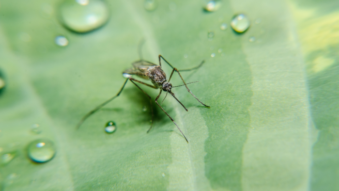 Featured image for Mosquitoes Breeding Near Yard? How to Reduce Standing Water Risks
