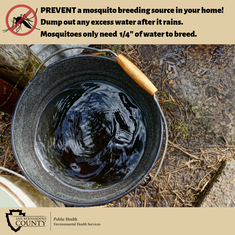 Content image for Mosquitoes Breeding Near Yard? How to Reduce Standing Water Risks