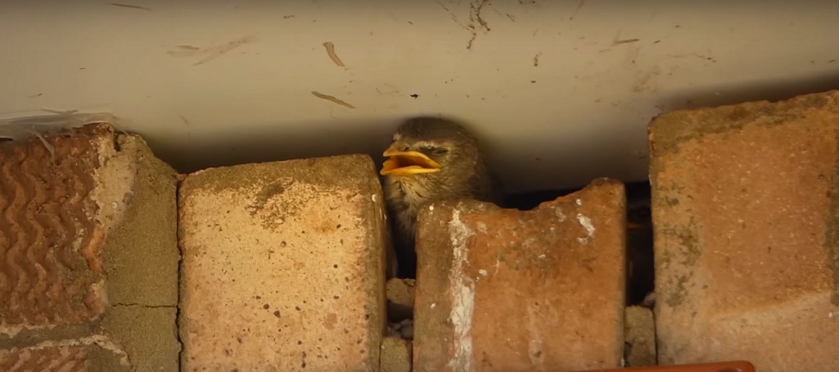 Featured image for Wasps Nesting in Eaves? Safe Removal Methods to Avoid Stings