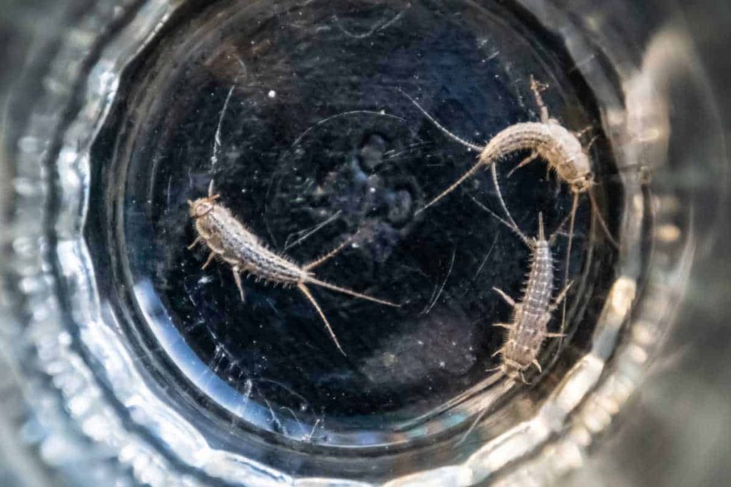 Content image for Silverfish Found in Bathroom Drawers? Moisture Control Tips That Work