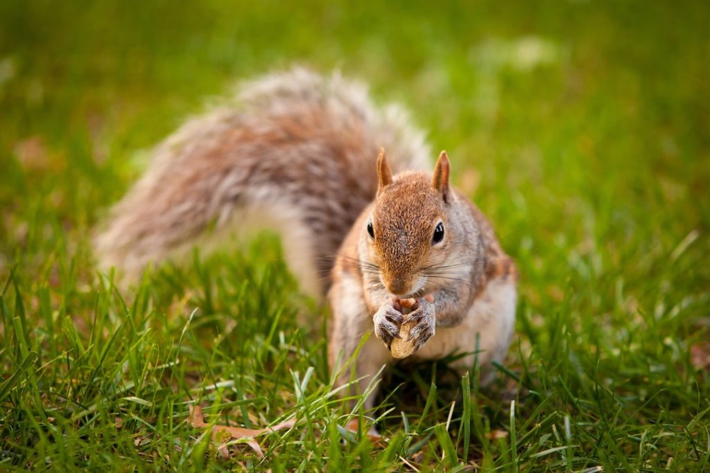 Content image for Squirrels Scratching in Attic? Humane Ways to Remove and Seal Entrances